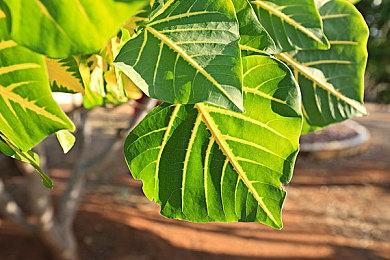 顽皮狗员工档案或泄露《最后生还者2》重置版